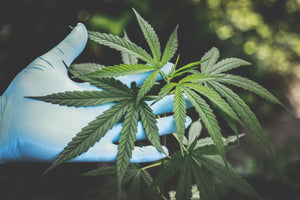 Israeli Researchers Examine Effects of Cannabis on COVID-19